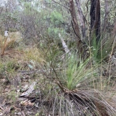 Xanthorrhoea glauca subsp. angustifolia (Grey Grass-tree) at Paddys River, ACT - 19 Aug 2023 by NickiTaws