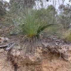 Xanthorrhoea glauca subsp. angustifolia (Grey Grass-tree) at Paddys River, ACT - 18 Aug 2023 by NickiTaws