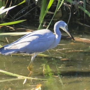 Egretta novaehollandiae at Mount Coot-Tha, QLD - 13 Aug 2023