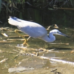 Egretta novaehollandiae at Mount Coot-Tha, QLD - 13 Aug 2023 02:32 PM