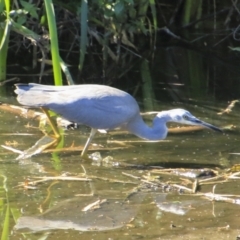 Egretta novaehollandiae at Mount Coot-Tha, QLD - 13 Aug 2023 02:32 PM