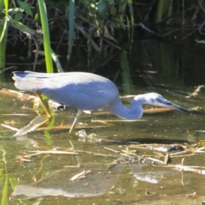 Egretta novaehollandiae at Mount Coot-Tha, QLD - 13 Aug 2023