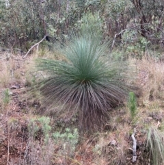 Xanthorrhoea glauca subsp. angustifolia (Grey Grass-tree) at Paddys River, ACT - 19 Aug 2023 by NickiTaws