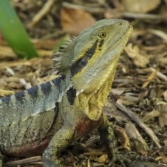 Intellagama lesueurii lesueurii (Eastern Water Dragon) at Mount Coot-Tha, QLD - 13 Aug 2023 by AlisonMilton