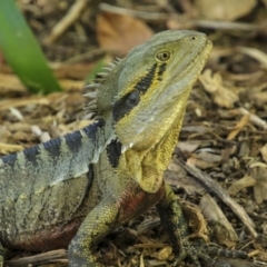 Intellagama lesueurii lesueurii (Eastern Water Dragon) at Brisbane Botantic Gardens Mt Coot-tha - 13 Aug 2023 by AlisonMilton