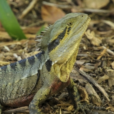 Intellagama lesueurii lesueurii (Eastern Water Dragon) at Brisbane Botantic Gardens Mt Coot-tha - 13 Aug 2023 by AlisonMilton