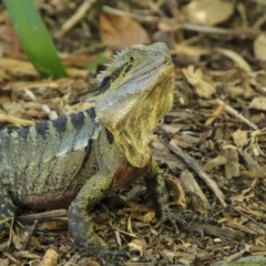 Intellagama lesueurii lesueurii at Mount Coot-Tha, QLD - 13 Aug 2023