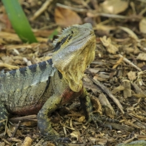 Intellagama lesueurii lesueurii at Mount Coot-Tha, QLD - 13 Aug 2023