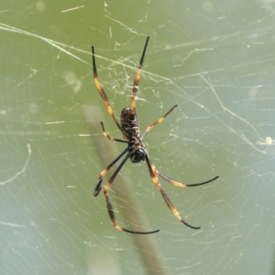 Trichonephila plumipes (Humped golden orb weaver) at Toowong, QLD - 13 Aug 2023 by AlisonMilton