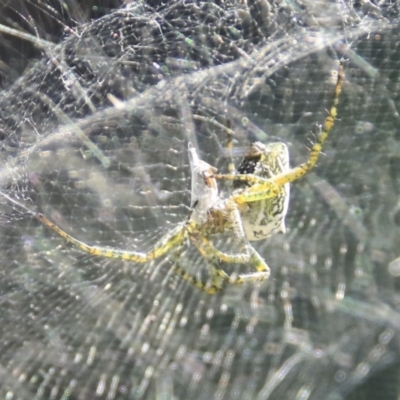Araneinae (subfamily) (Orb weaver) at Mount Coot-Tha, QLD - 13 Aug 2023 by AlisonMilton