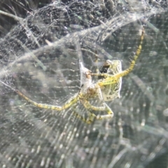 Unidentified Orb-weaving spider (several families) at Toowong, QLD - 13 Aug 2023 by AlisonMilton