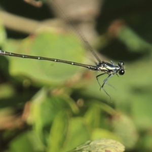 Austroargiolestes icteromelas at Mount Coot-Tha, QLD - 13 Aug 2023 01:46 PM