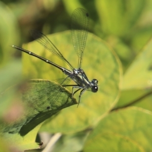 Austroargiolestes icteromelas at Mount Coot-Tha, QLD - 13 Aug 2023 01:46 PM