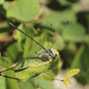 Austroargiolestes icteromelas at Mount Coot-Tha, QLD - 13 Aug 2023 01:46 PM