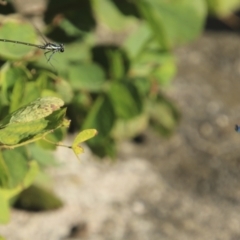 Austroargiolestes icteromelas at Mount Coot-Tha, QLD - 13 Aug 2023 01:46 PM