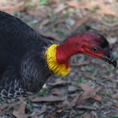 Alectura lathami (Australian Brush-turkey) at Great Sandy (Mainland) NP - 3 Aug 2023 by AlisonMilton