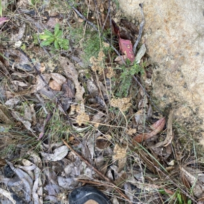 Juncus filicaulis (Thread Rush) at Tidbinbilla Nature Reserve - 13 Aug 2023 by Tapirlord