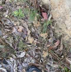 Juncus filicaulis at Paddys River, ACT - 13 Aug 2023