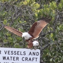 Haliastur indus (Brahminy Kite) at Tweed Heads South, NSW - 2 Aug 2023 by AlisonMilton