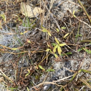 Persicaria prostrata at Paddys River, ACT - 13 Aug 2023