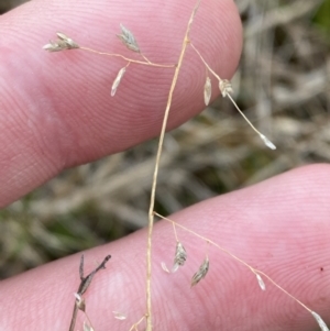 Eragrostis brownii at Paddys River, ACT - 13 Aug 2023 03:16 PM