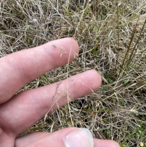 Eragrostis brownii at Paddys River, ACT - 13 Aug 2023