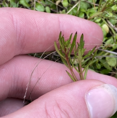 Haloragis heterophylla (Variable Raspwort) at Paddys River, ACT - 13 Aug 2023 by Tapirlord