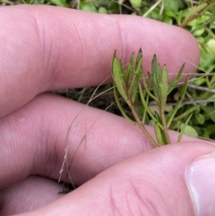 Haloragis heterophylla at Paddys River, ACT - 13 Aug 2023