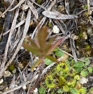 Drosera gunniana at Paddys River, ACT - 13 Aug 2023