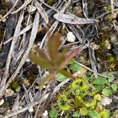 Drosera gunniana (Pale Sundew) at Paddys River, ACT - 13 Aug 2023 by Tapirlord