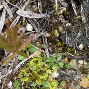 Drosera gunniana at Paddys River, ACT - 13 Aug 2023