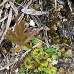 Drosera gunniana at Paddys River, ACT - 13 Aug 2023