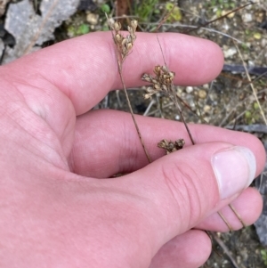 Juncus subsecundus at Paddys River, ACT - 13 Aug 2023