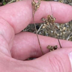 Juncus subsecundus at Paddys River, ACT - 13 Aug 2023