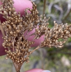 Juncus sarophorus (Broom Rush) at Paddys River, ACT - 13 Aug 2023 by Tapirlord