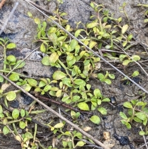 Isotoma fluviatilis subsp. australis at Paddys River, ACT - 13 Aug 2023