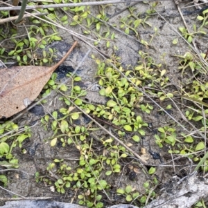 Isotoma fluviatilis subsp. australis at Paddys River, ACT - 13 Aug 2023