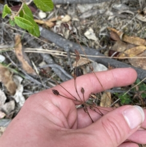 Hypericum gramineum at Paddys River, ACT - 13 Aug 2023 03:09 PM