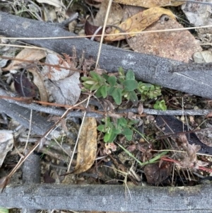 Hypericum gramineum at Paddys River, ACT - 13 Aug 2023 03:09 PM