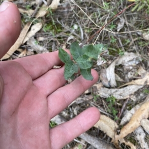 Eucalyptus sp. at Paddys River, ACT - 13 Aug 2023