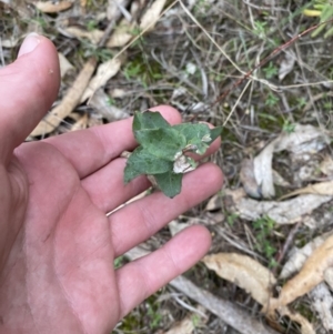 Eucalyptus sp. at Paddys River, ACT - 13 Aug 2023