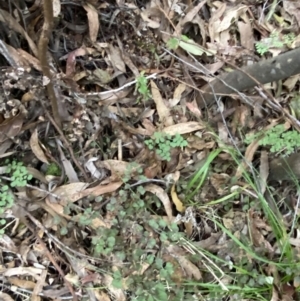 Adiantum aethiopicum at Paddys River, ACT - 13 Aug 2023