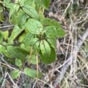 Prostanthera lasianthos at Paddys River, ACT - 13 Aug 2023 03:00 PM