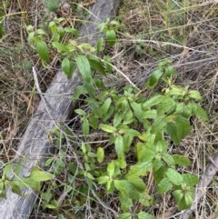 Prostanthera lasianthos at Paddys River, ACT - 13 Aug 2023