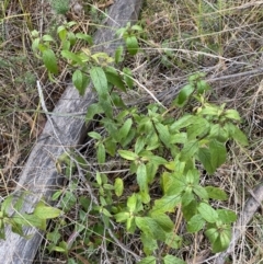 Prostanthera lasianthos at Paddys River, ACT - 13 Aug 2023