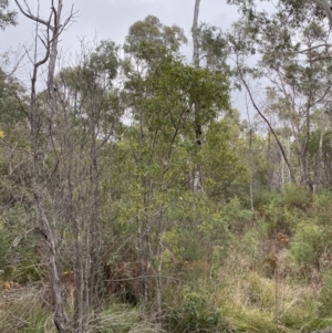 Acacia melanoxylon at Paddys River, ACT - 13 Aug 2023 03:00 PM