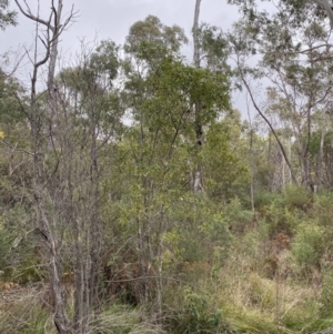 Acacia melanoxylon at Paddys River, ACT - 13 Aug 2023