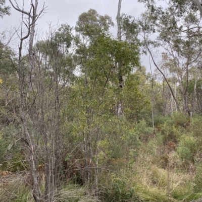 Acacia melanoxylon (Blackwood) at Paddys River, ACT - 13 Aug 2023 by Tapirlord