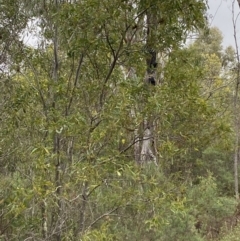 Acacia melanoxylon at Paddys River, ACT - 13 Aug 2023 03:00 PM