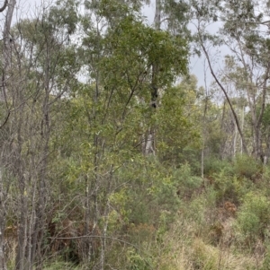 Acacia melanoxylon at Paddys River, ACT - 13 Aug 2023